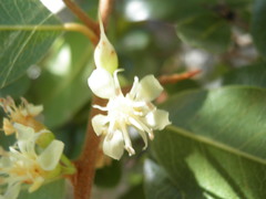 Sideroxylon peninsulare