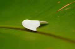 Bagisarinae