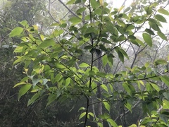 Cornus macrophylla