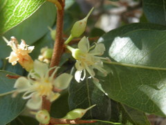 Sideroxylon peninsulare