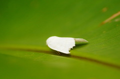 Bagisarinae