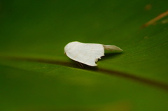 Bagisarinae