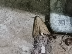 Scirpophaga nivella