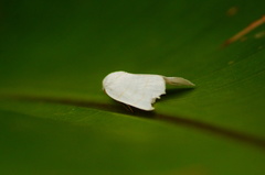 Bagisarinae