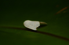 Bagisarinae