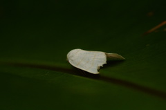 Bagisarinae