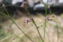 Verbena brasiliensis