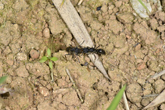 Odontoponera