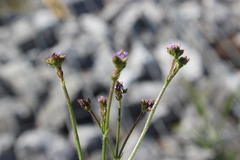 Verbena brasiliensis