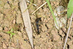 Odontoponera