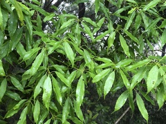 Quercus longinux