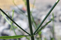 Verbena brasiliensis