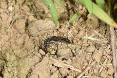 Odontoponera