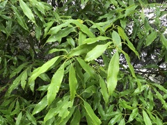 Quercus longinux