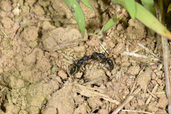 Odontoponera