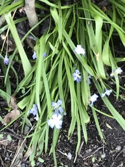 Scilla luciliae