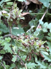 Pedicularis dudleyi