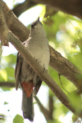 Dumetella carolinensis