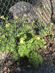 Corydalis nobilis