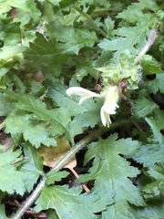 Pedicularis dudleyi
