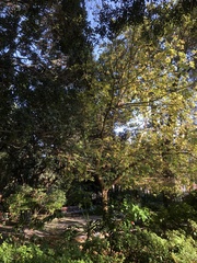 Acer negundo