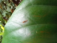 Pseudomyrmex gracilis
