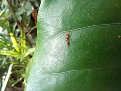 Pseudomyrmex gracilis