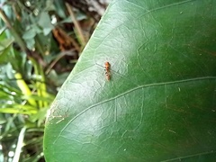 Pseudomyrmex gracilis