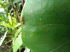 Pseudomyrmex gracilis