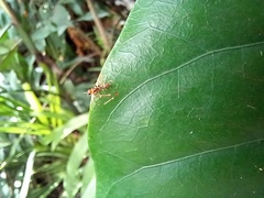 Pseudomyrmex gracilis