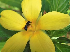 Ceratina perforatrix pyramidalis