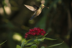 Cynanthus latirostris