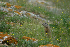 Spermophilus
