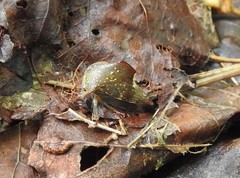 Telamona monticola