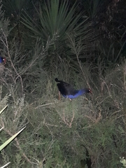 Porphyrio melanotus melanotus