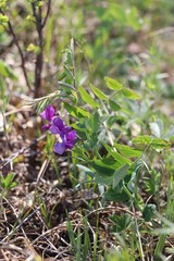 Lathyrus humilis