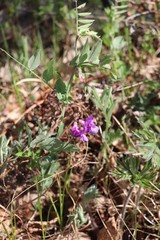Lathyrus humilis