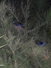 Porphyrio melanotus melanotus