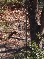 Geococcyx californianus