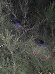 Porphyrio melanotus melanotus