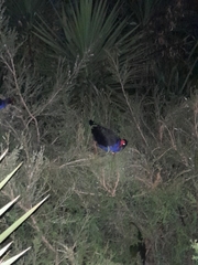 Porphyrio melanotus melanotus