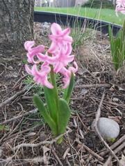 Hyacinthus