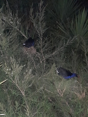 Porphyrio melanotus melanotus