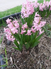 Hyacinthus