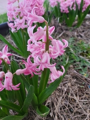 Hyacinthus
