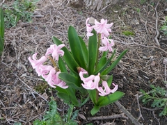 Hyacinthus