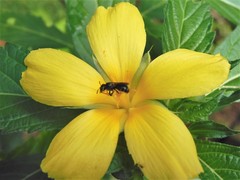 Ceratina perforatrix pyramidalis