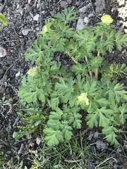 Corydalis nobilis