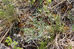 Psephellus sibiricus