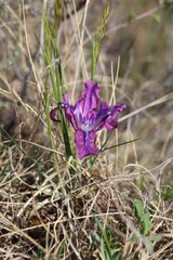 Iris tigridia